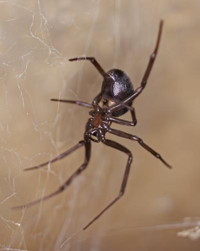 Steatoda grossa